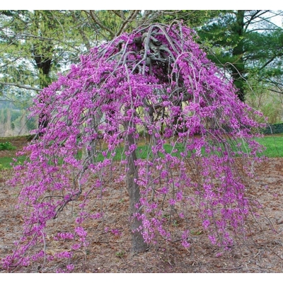 Judášovec kanadský - Cercis canadensis ´Ruby Falls´ - 175/200/220cm
