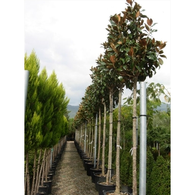 Magnólia ve?kokvetá - Magnolia grandiflora 'Gallisoniensis' - na 210cm kmeni