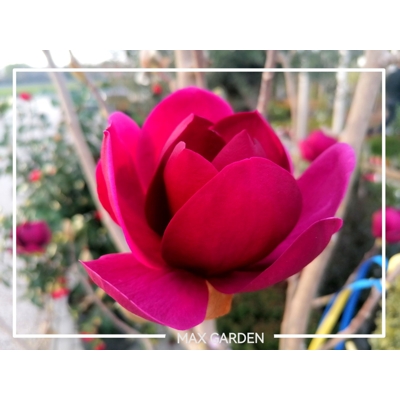 Magnolia 'Genie' - na 140cm kmeni