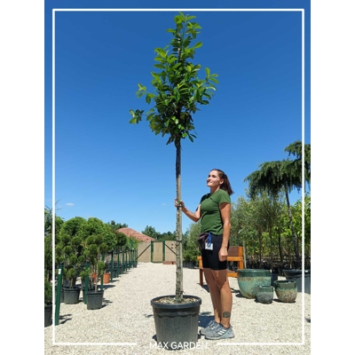 Vavrínovec lekársky - Prunus laurocerasus ´Novita´- na 180/200cm kmeni