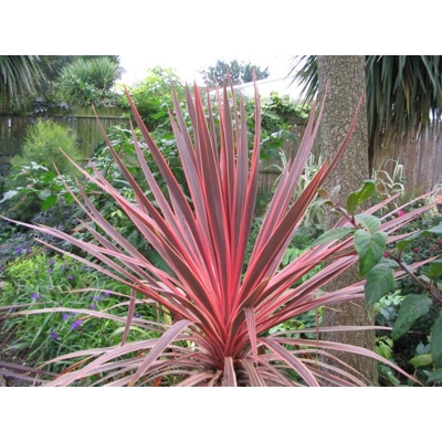 CORDYLINE AUSTRALIS ´CHARLIE BOY´