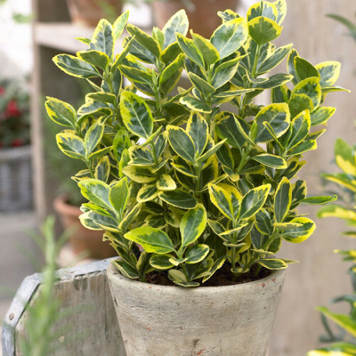 Euonymus japonicus ‘Aureus’  - 30/40cm