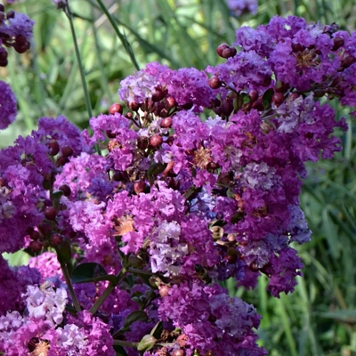 Myrta krepová fialová - Lagerstroemia indica ´Violacea´ - na 180/200cm kmeni