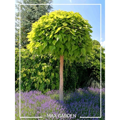 Katalpa truba?ovitá  - Catalpa bignonioides 'Nana' - na 200/220 cm kmeni , 8/10 AKCIA