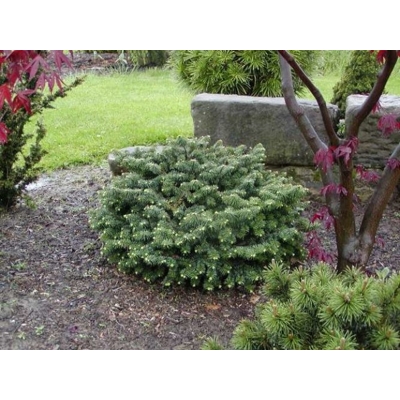 Jed?a balzamová - Abies balsamea Nana - 30/40cm (kore?ový bal)