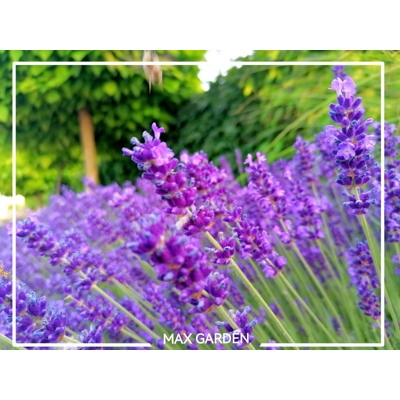 Levandu?a úzkolistá  -  Lavandula angustifolia 'Hidcote Blue Strain'