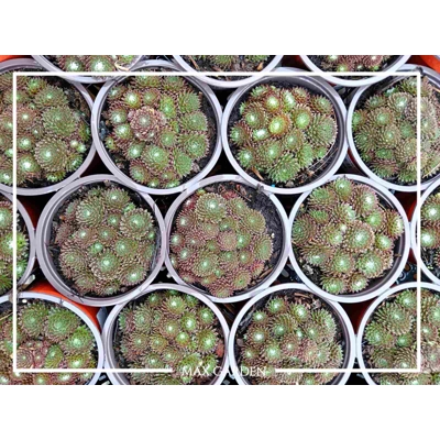 Skalná ruža - Sempervivum  sp.4