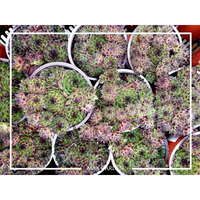 Skalná ruža - Sempervivum  sp.7