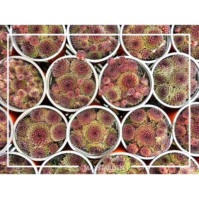 Skalná ruža - Sempervivum  sp.8