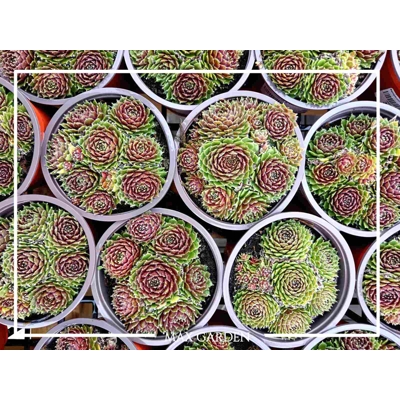 Skalná ruža - Sempervivum  sp.9