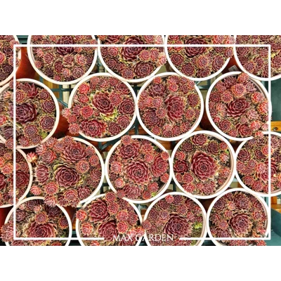 Skalná ruža - Sempervivum  sp.10