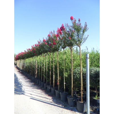 Myrta krepová - Lagerstroemia indica ´DYNAMITE´ - na vysokokmeni (strom) , 10/12