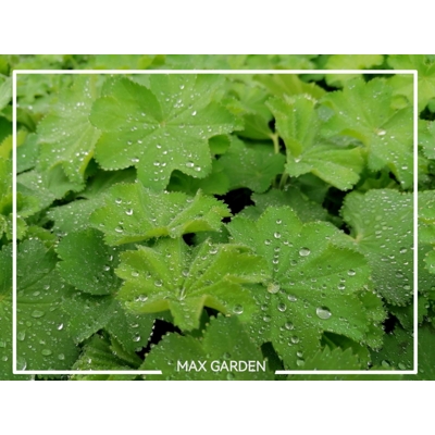 Alchemilka - Alchemilla mollis