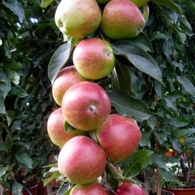 Jablo? - Malus domestica 'Suncats' - jesenná (st?pová)