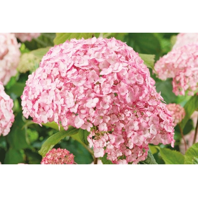Hortenzia - Hydrangea arborescens 'Candybelle Bubblegum'