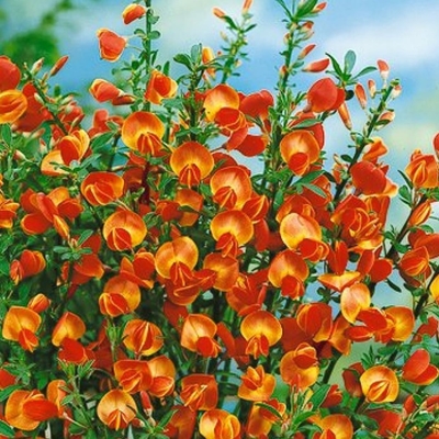 Zanovä? - Cytisus praecox - oranžový - 20/30cm