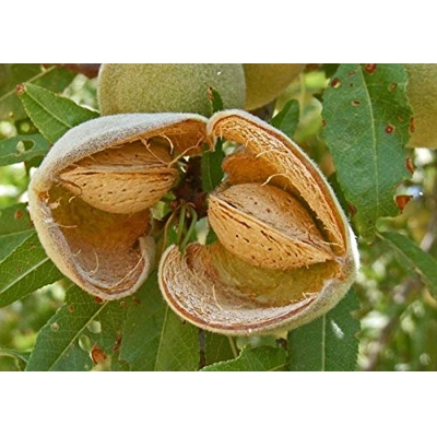 Mand?a - Prunus Amygdalus ´Grossa Dolce´ - na 1/2 kmienku