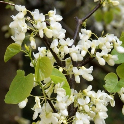 Judášovec strukovitý - Cercis siliquastrum ´Biela´ - na 180/220cm kmeni
