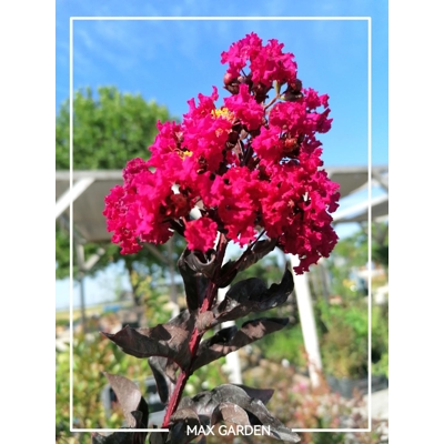 Myrta krepová - Lagerstroemia indica Black Diamond - na 180cm kmeni
