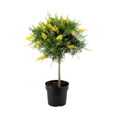 Genista x spachiana - na 30 cm kmeni