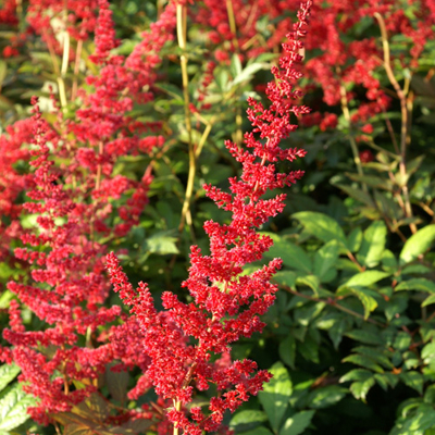 Astilba - Astilbe Arendsii ´Glut´