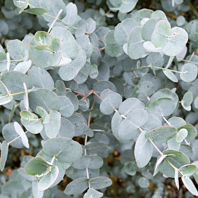 Eukalyptus gunniho - Eucalyptus gunnii ´Azura´ -120+ cm