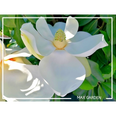 Magnólia ve?kokvetá - Magnolia grandiflora ´Galissoniere´ - 110/120cm