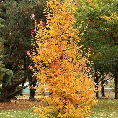 Parrotia persica ´Persian Spire´ - 70/90cm