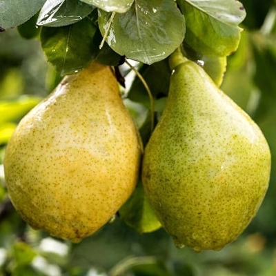 Hruška jesenná - Pyrus communis ’General Leclerc’ - jesenná
