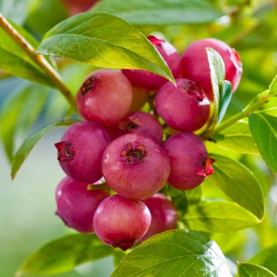 ?u?oriedka kanadská - Vaccinium corymbosum 'Pink Lemonade' - 30/40cm