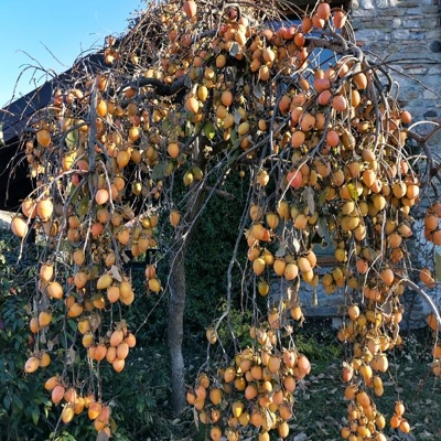 Ebenovník raj?iakový - Diospyros kaki - Hurmi Kaki ´Pendula´-200/240cm