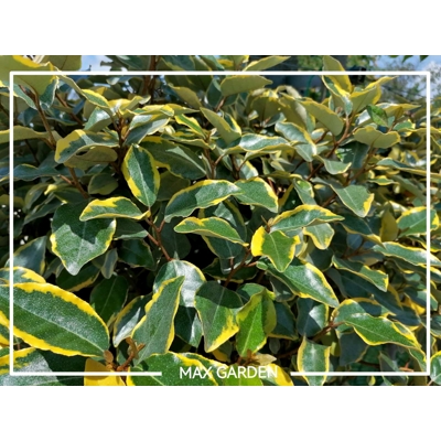 Hlošina ebbingeova - Elaeagnus x ebbingei ´Viveleg´ - 40/60cm