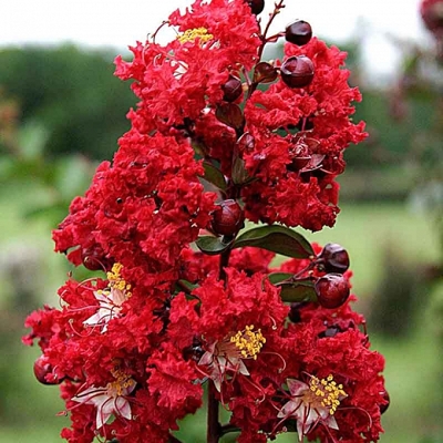 Myrta krepová ?ervená - Lagerstroemia indica ´Rubra Magnifica´ - na 160/180cm kmeni