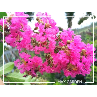 Myrta krepová ružová- Lagerstroemia indica ´Rosea´ -240/260cm - VIACKME?