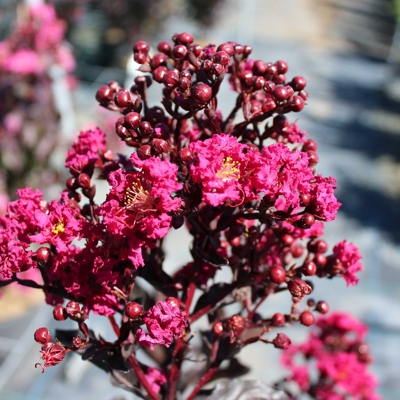 Myrta krepová - Lagerstroemia indica Black Solitaire ´Mystic Magenta´- 90/110cm