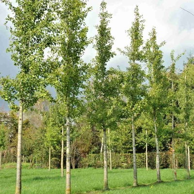 Ginko dvojlalo?né - Ginkgo biloba ´Fastigiata Blagon´- na 220cm kmeni