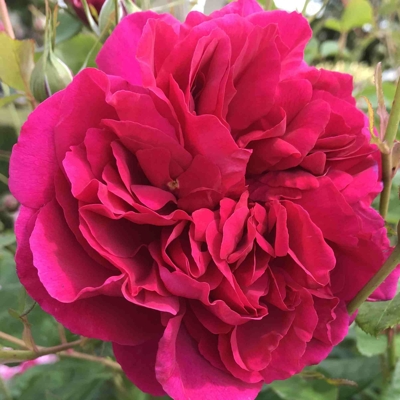 Ruža popínavá - Rosa ´THOMAS á BECKET´ - kuželový tvar - 90/120cm
