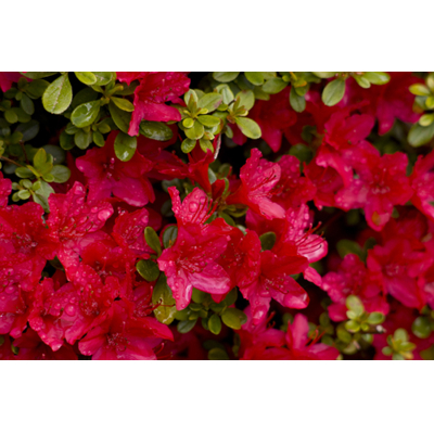 Azalka japonská -  Azalea japonica ’Petticoat’ - 30/40cm