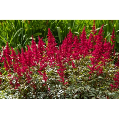 Astilba - Astilbe Arendsii ´Fanal´