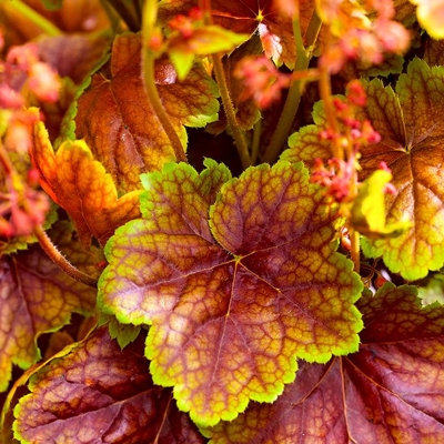 Heuchera ´Eternal Flame´