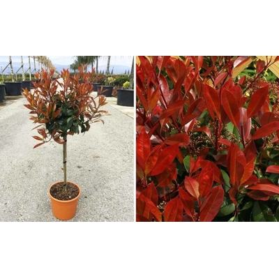 ?ervienka, Fotínia - Photinia fraseri ´Red Robin´- na 40cm kmeni