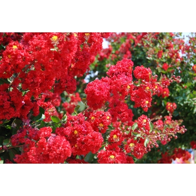 Myrta krepová  - Lagerstroemia indica - ?ervená - viackme? - 400+cm