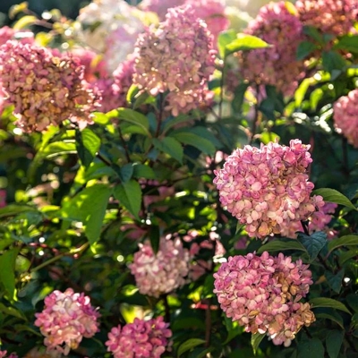 Hortenzia metlinatá - Hydrangea paniculata ‘Petite Cherry’