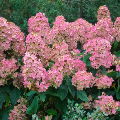 Hortenzia metlinatá - Hydrangea paniculata 'Pink Diamond'