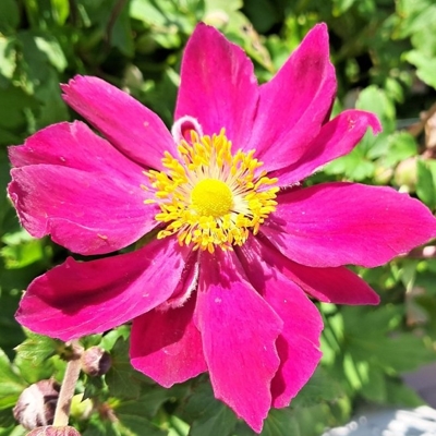 Anemone ´Fantasy Ariel´
