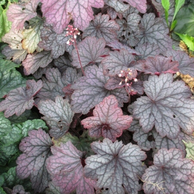 Heuchera Carnival ´Rose Granita´