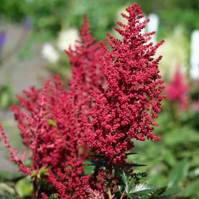 Astilba - Astilbe japonica ´Red Sentinel´