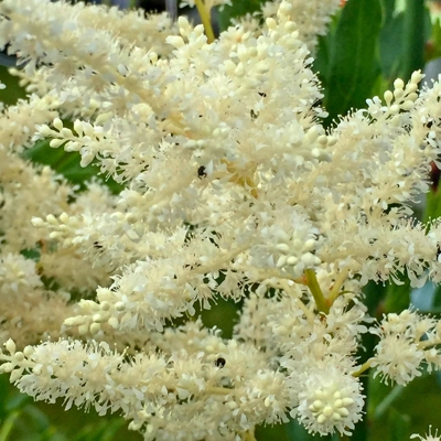 Astilba - Astilbe japonica 'Washington'
