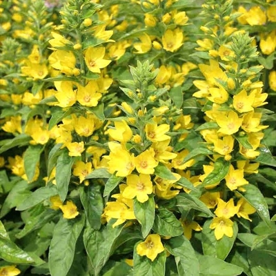 Lysimachia puncata