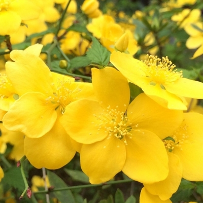 Kerria japonica ´Golden Guinea´ - 15/20cm